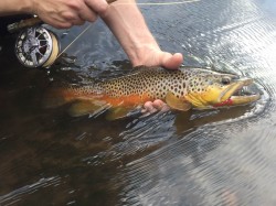 Fall Brown Trout